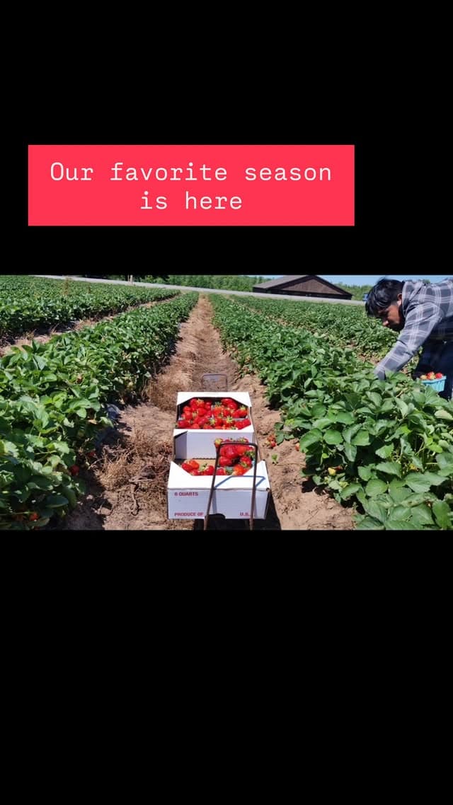 Cherry season at Kalir Farm orchard