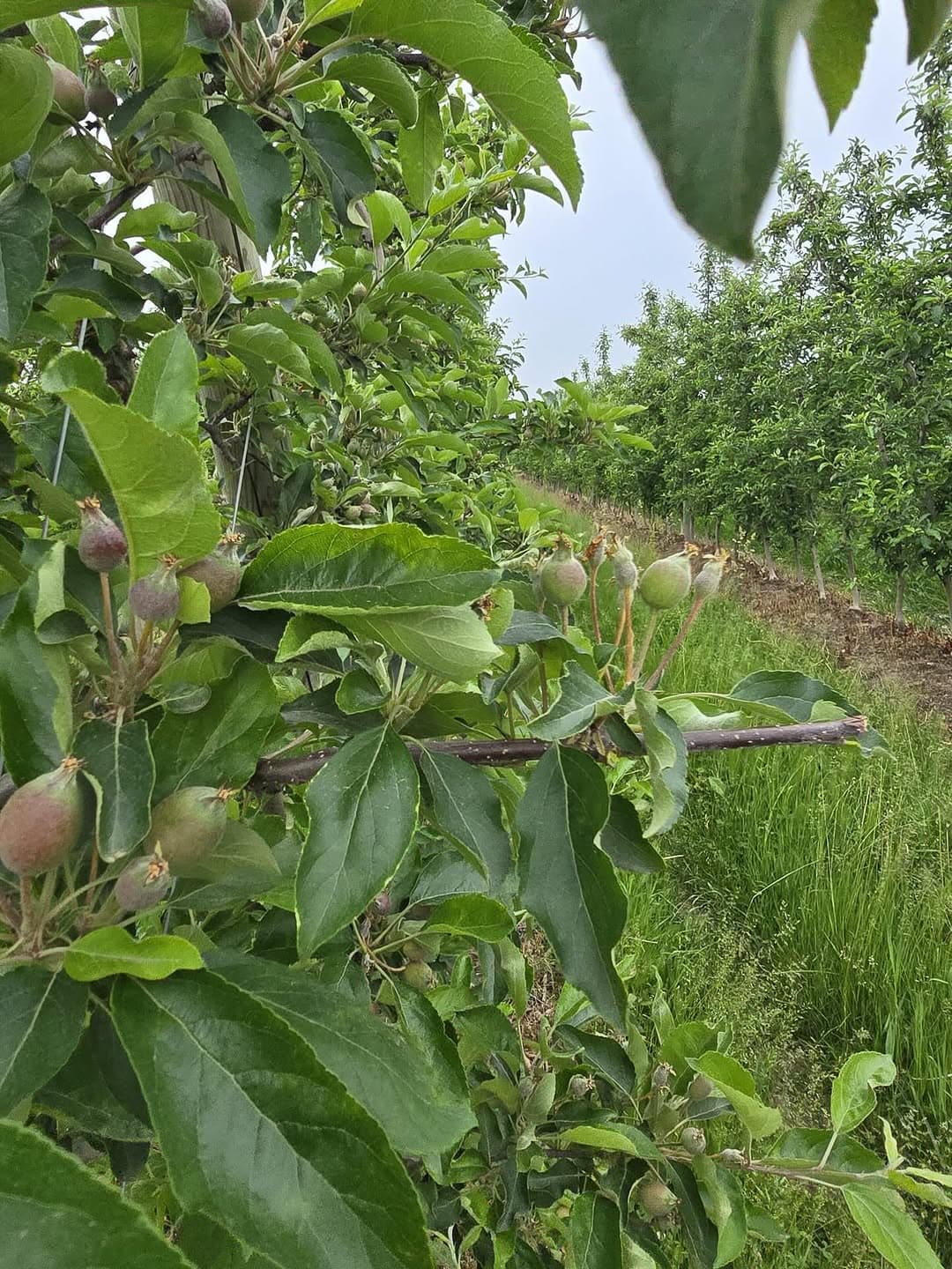 From bloom to bag at Kalir Farm - apple blossoms