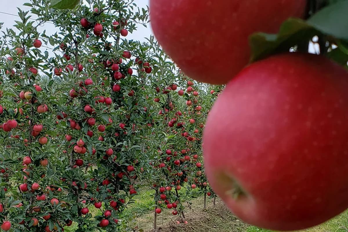 Rows of apple trees at Kalir Farm orchard in Brockport, New York